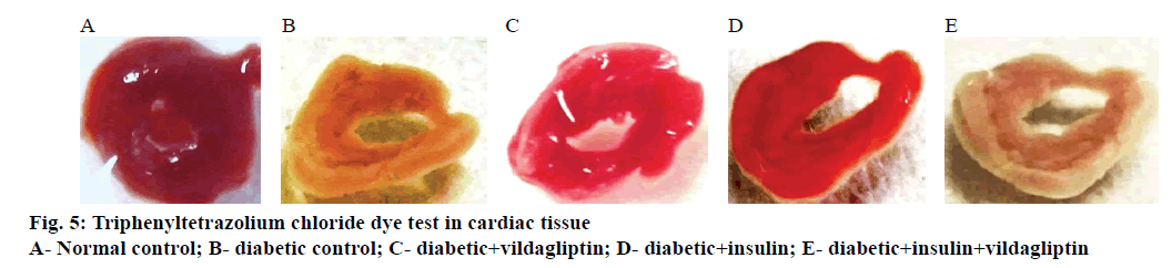 IJPS-cardiac-tissue