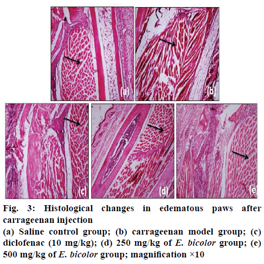 IJPS-carrageenan-injection