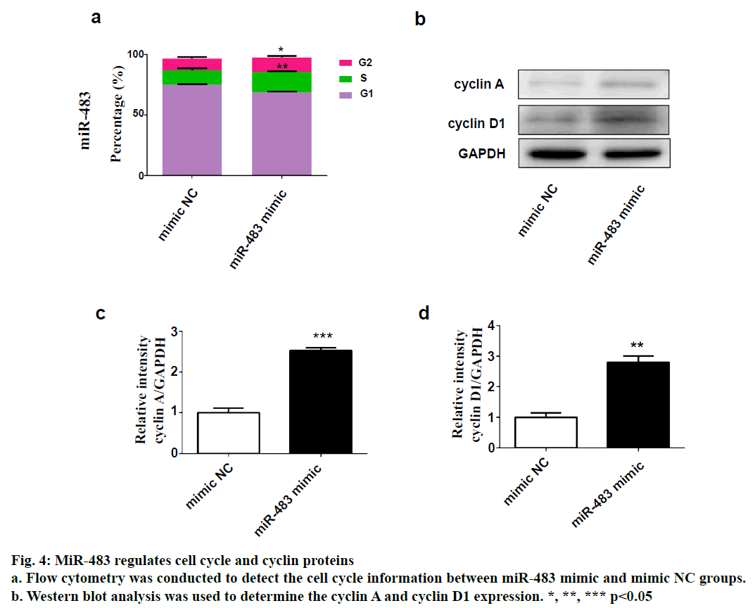 IJPS-cell-cycle