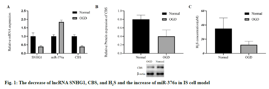 IJPS-cell-model