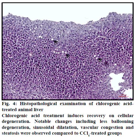 IJPS-chlorogenic-acid