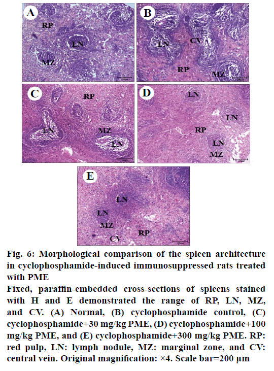 IJPS-cross-sections-spleens