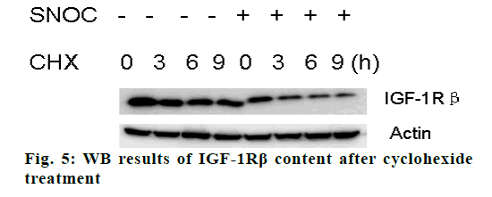 IJPS-cyclohexide