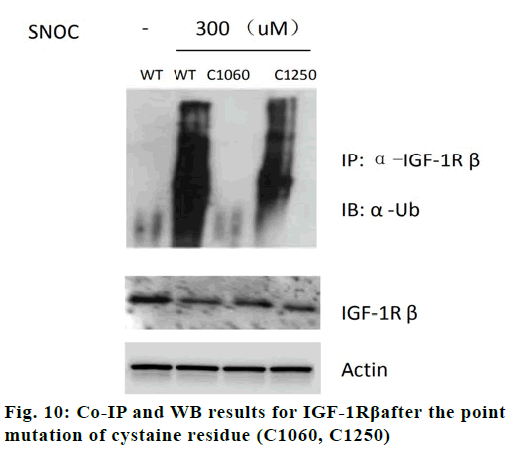 IJPS-cystaine