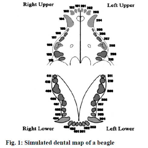 IJPS-dental-map