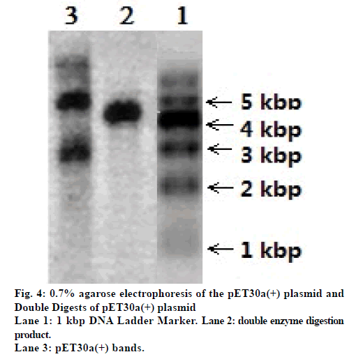 IJPS-double-enzyme-digestion