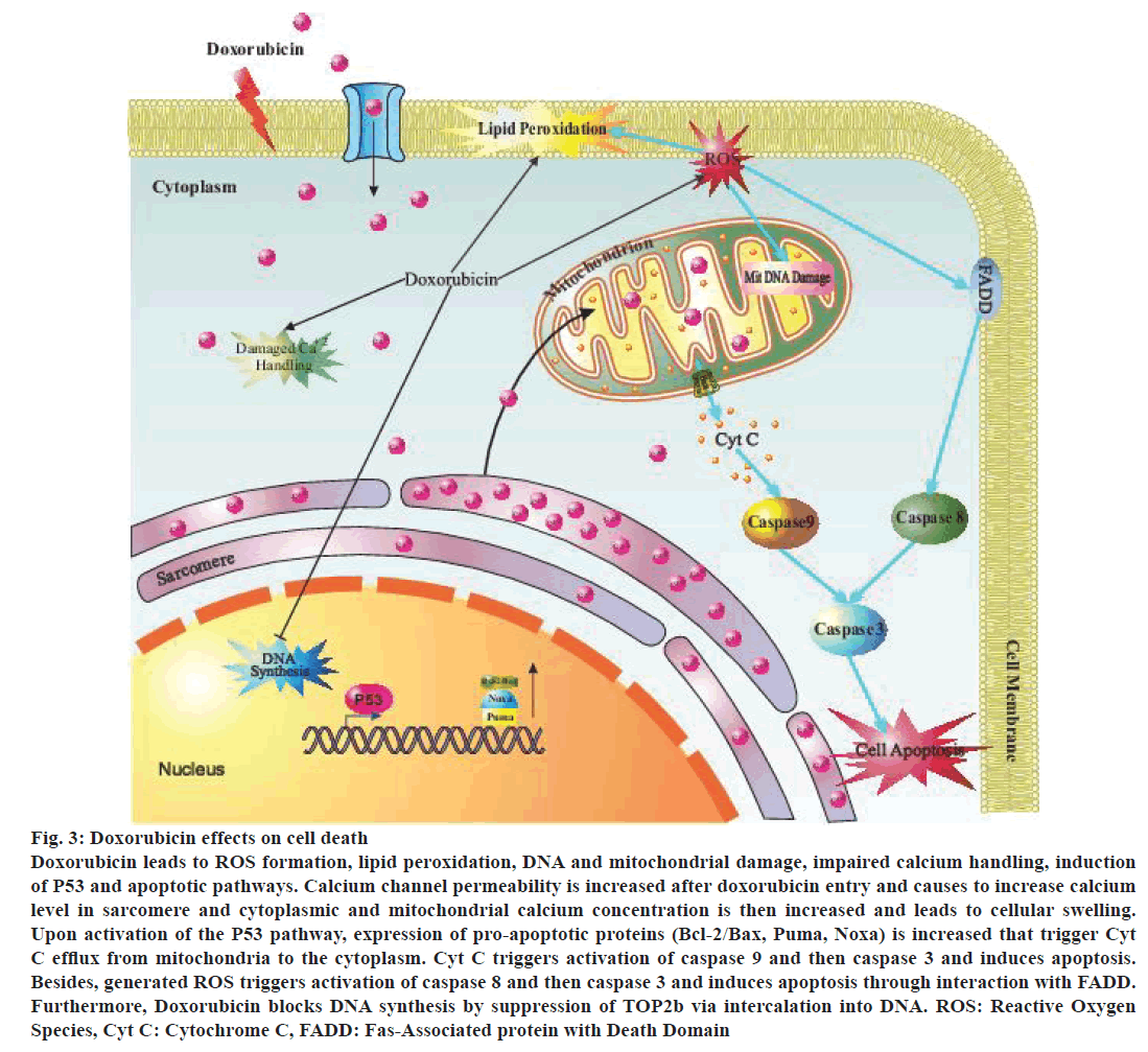 IJPS-effects-cell-death