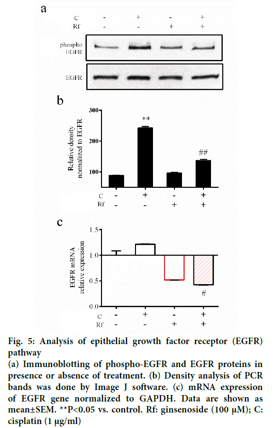 IJPS-epithelial-growth