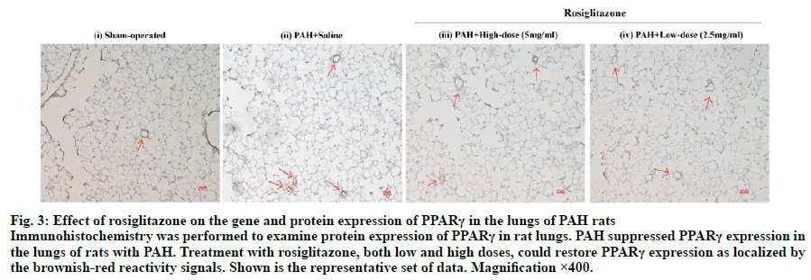 IJPS-examine-protein