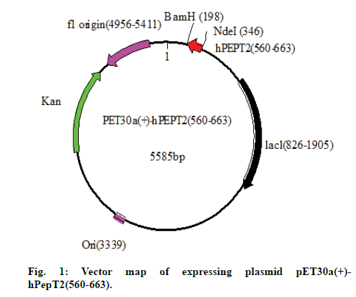 IJPS-expressing-plasmid