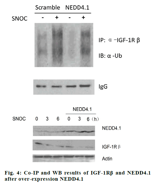 IJPS-expression