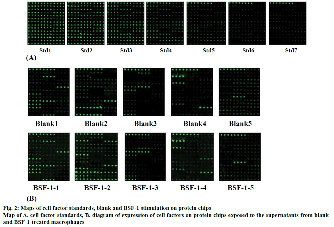 IJPS-factor-standards