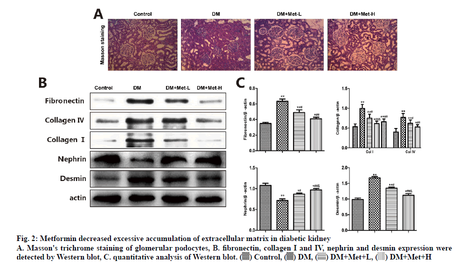 IJPS-fibronectin