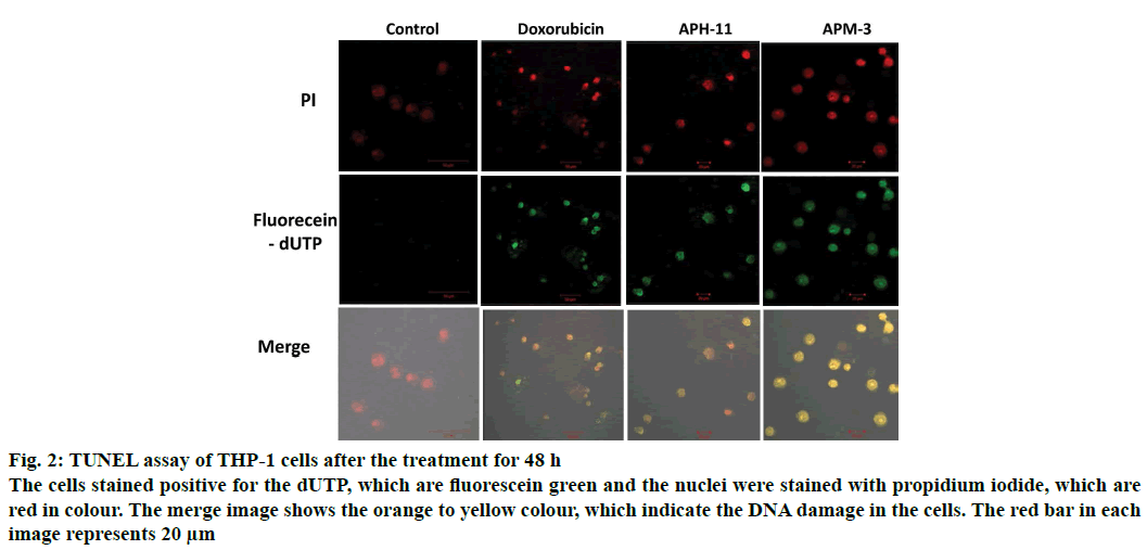 IJPS-fluorescein-green