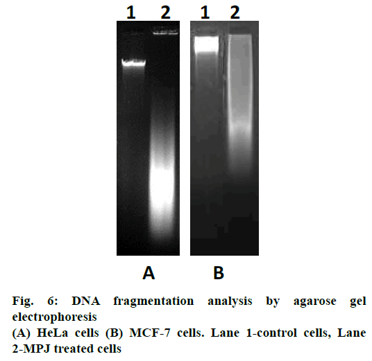 IJPS-fragmentation-analysis