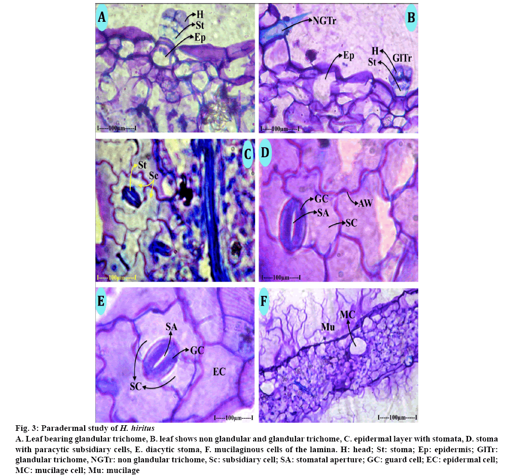 IJPS-glandular-trichome