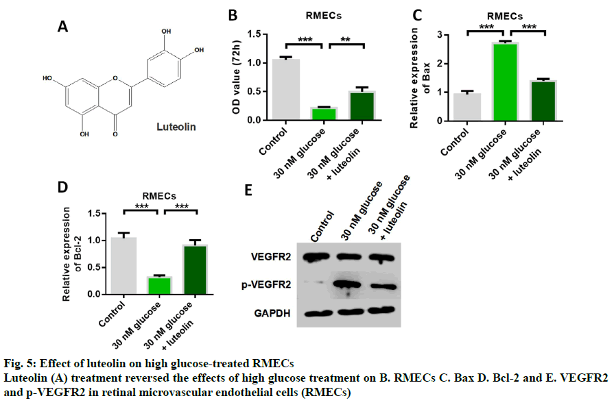 IJPS-glucose-treatment