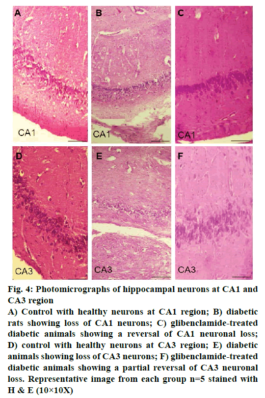 IJPS-healthy-neurons