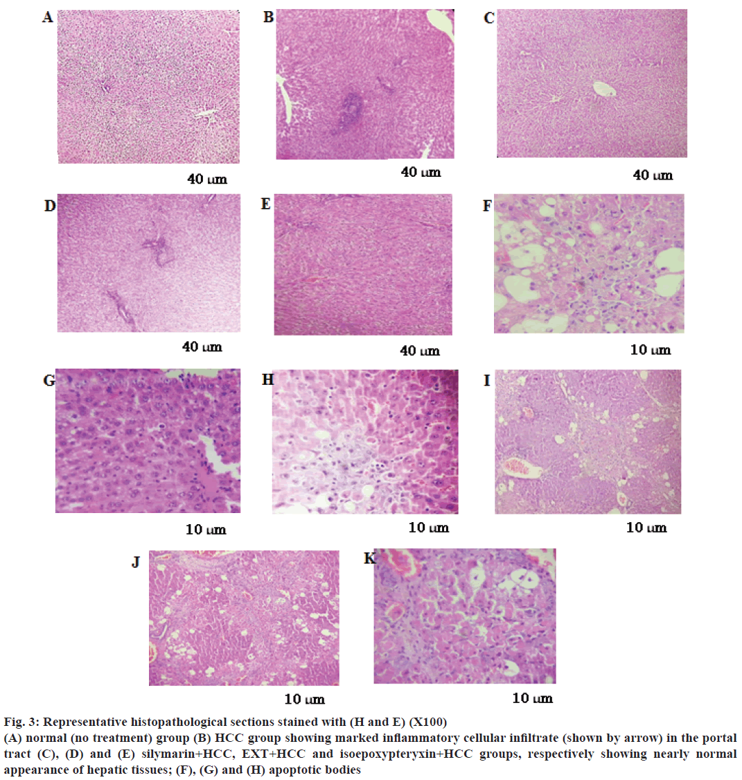 IJPS-histopathological-sections-stained