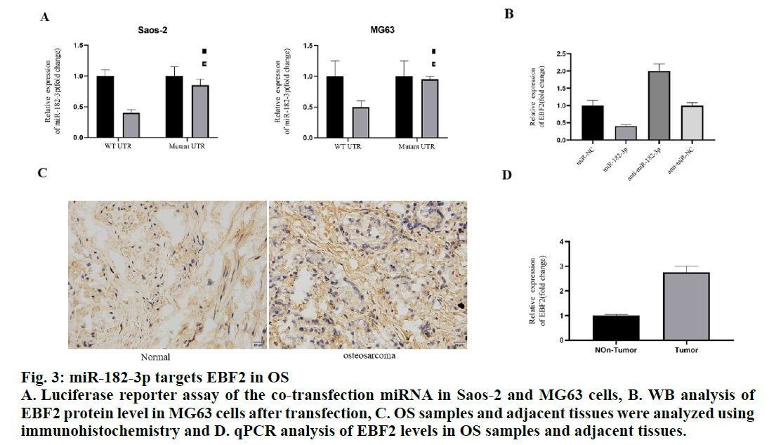 IJPS-immunohistochemistry