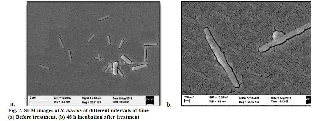 IJPS-incubation-after-treatment