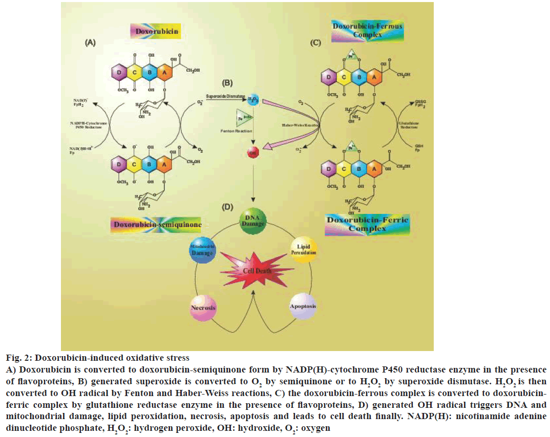 IJPS-induced-oxidative-stress