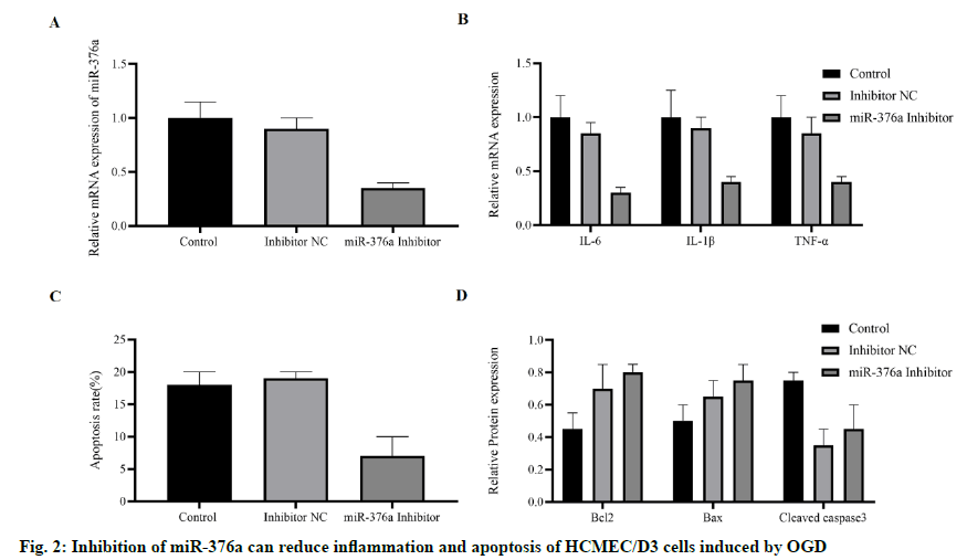 IJPS-inflammation-apoptosis