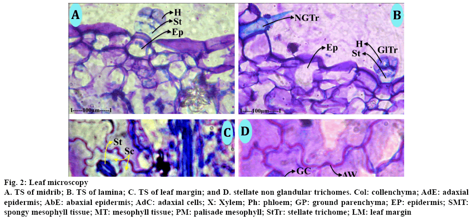 IJPS-leaf-microscopy