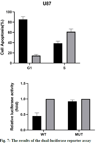 IJPS-luciferase