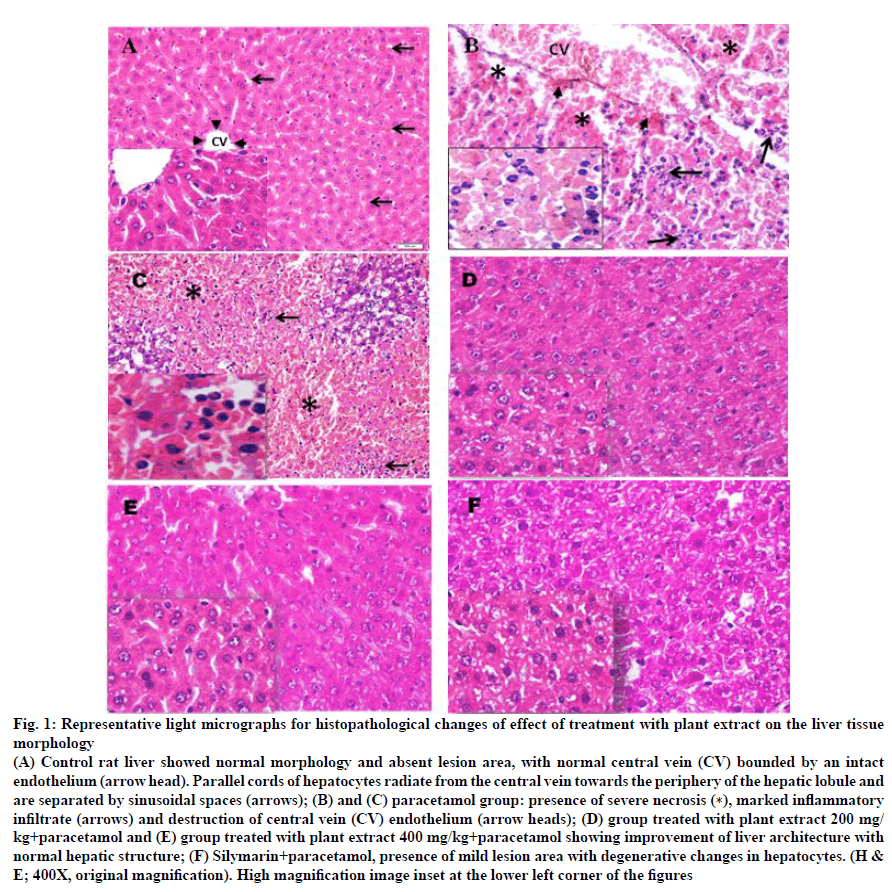 IJPS-micrographs