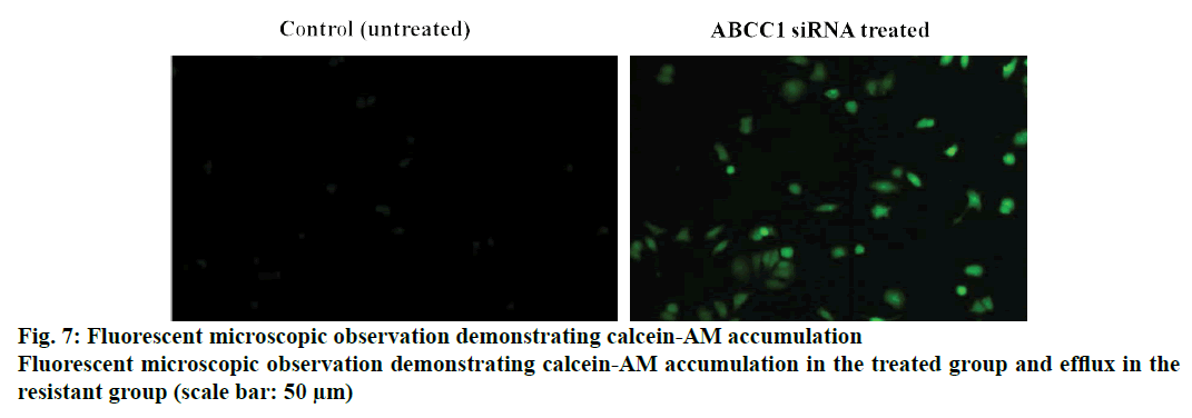 IJPS-microscopic