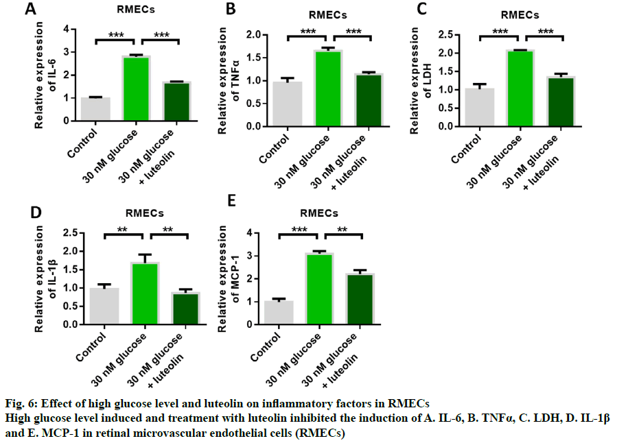 IJPS-microvascular-endothelial