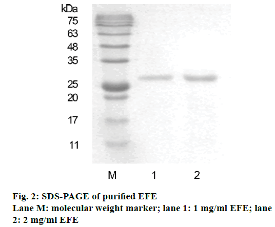 IJPS-molecular-weight-marker