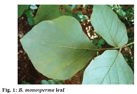 IJPS-monosperma-leaf