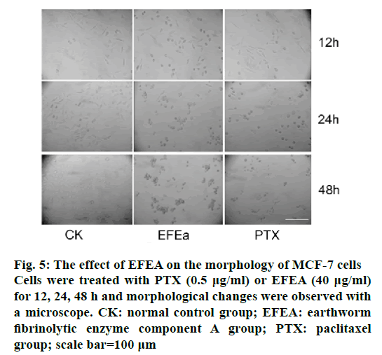 IJPS-morphological-changes