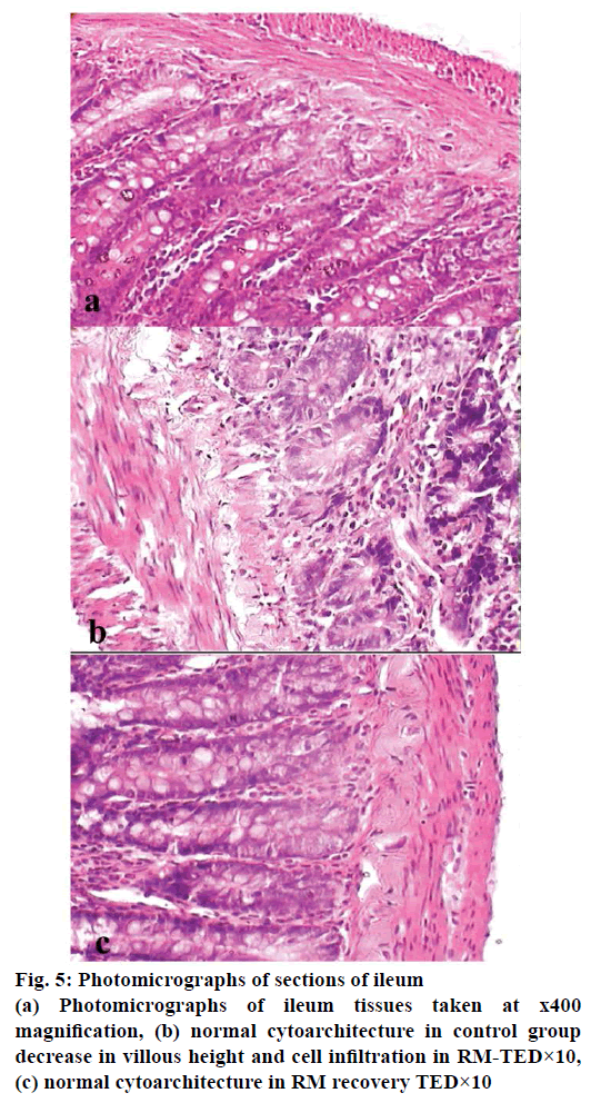 IJPS-normal-cytoarchitecture