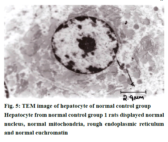 IJPS-nucleus-normal-mitochondria