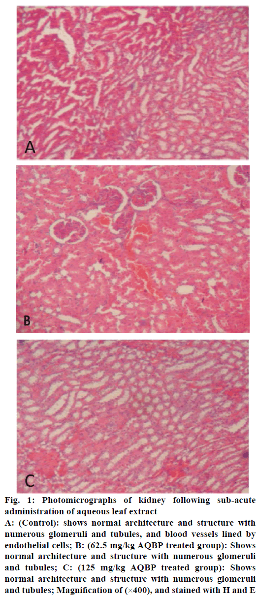 IJPS-numerous-glomeruli-tubules