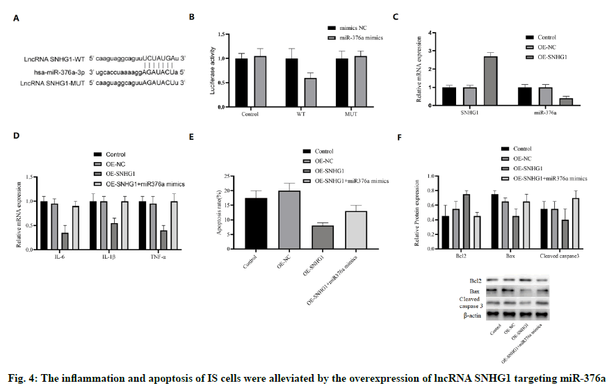 IJPS-overexpression