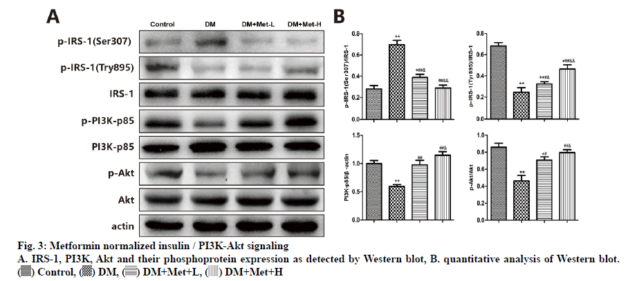 IJPS-phosphoprotein