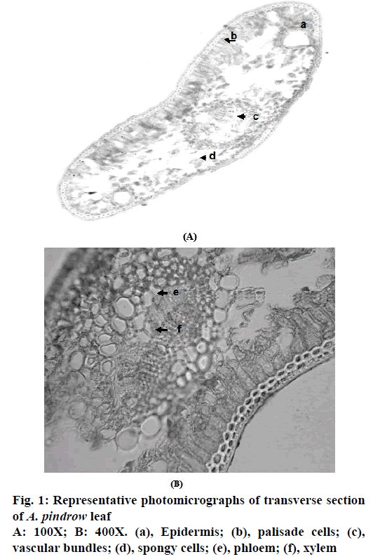 IJPS-photomicrographs