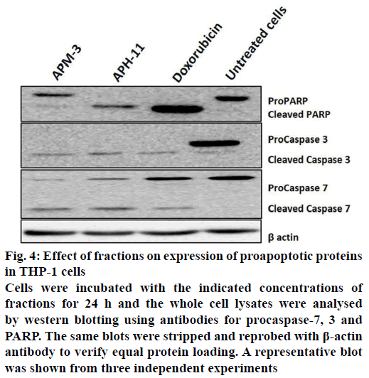 IJPS-proapoptotic-proteins