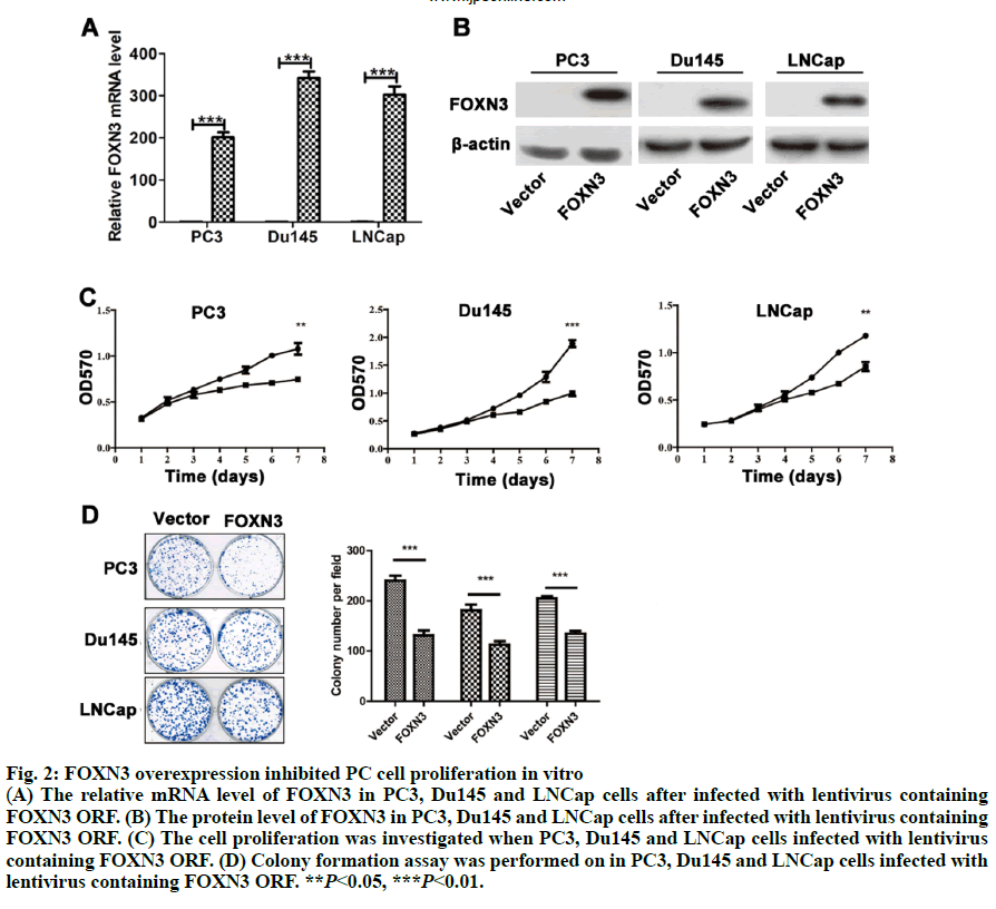 IJPS-proliferation