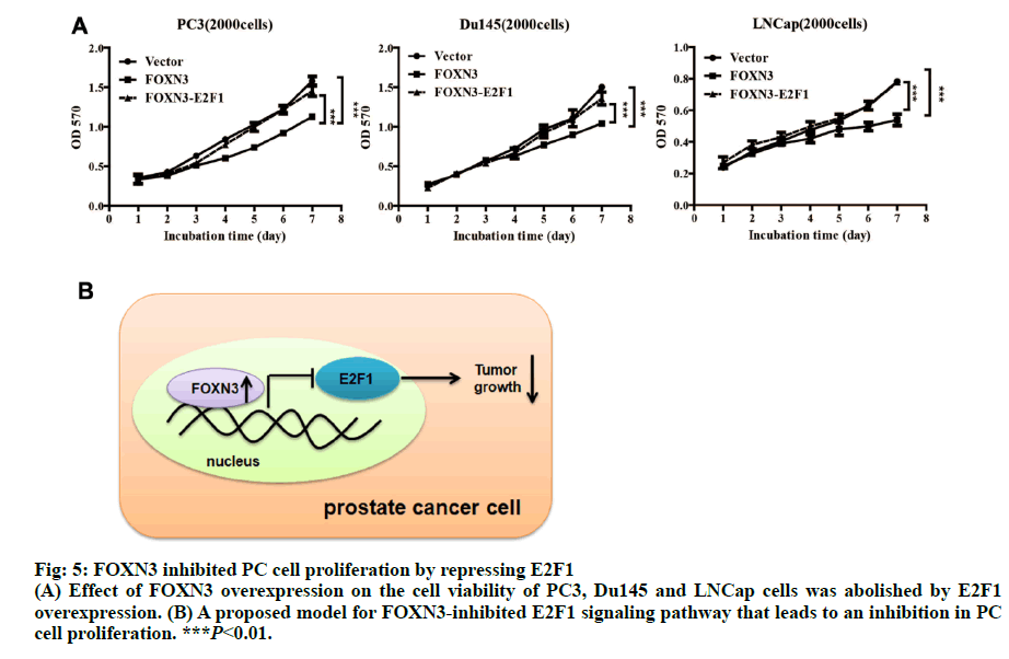 IJPS-proliferation