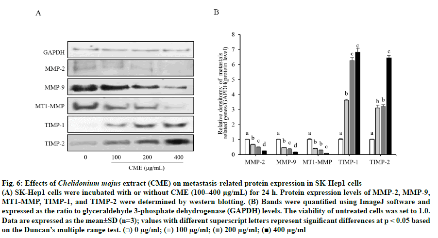 IJPS-protein-expression