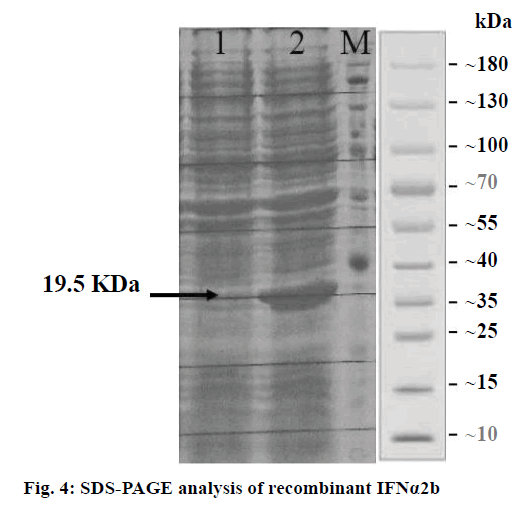 IJPS-recombinant