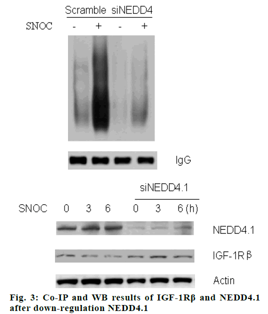 IJPS-regulation