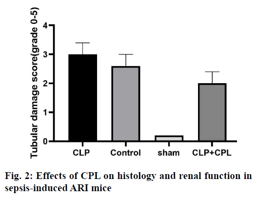 IJPS-renal-function