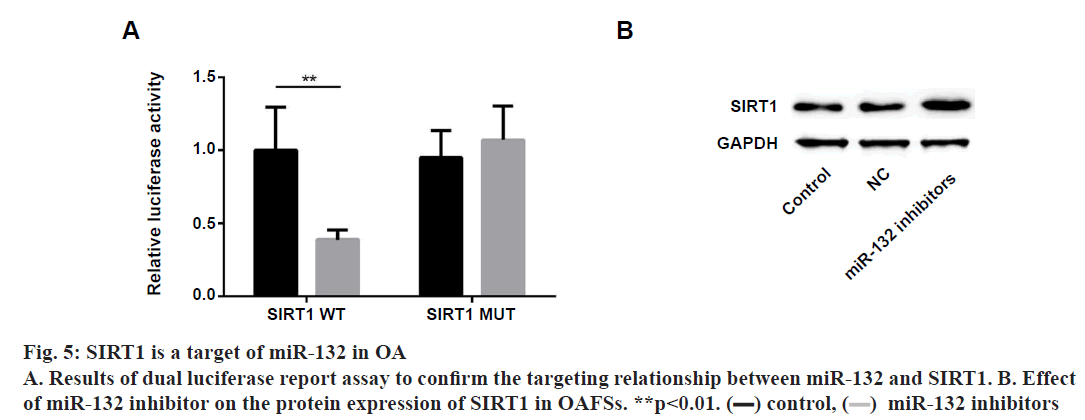 IJPS-report-assay