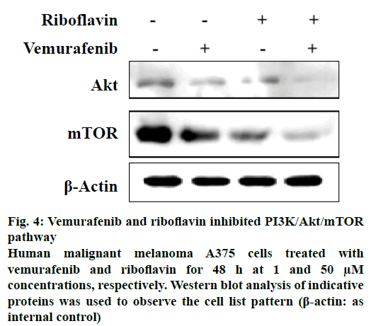 IJPS-riboflavin-inhibited